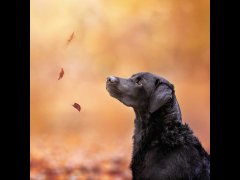Christine Johnson - Autumn Scout - Highly Commended.jpg